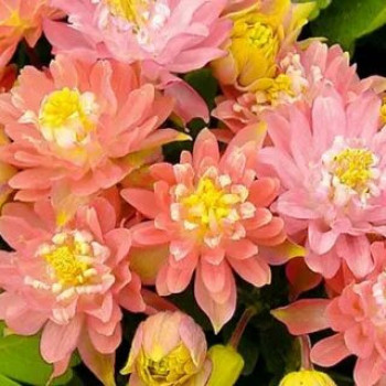 Аквилегия обыкновенная махровая Климентина Салмон Роуз, лососево-розовая