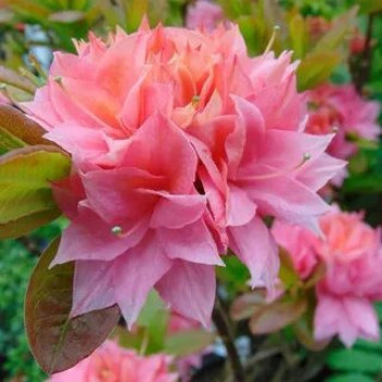 Азалия крупноцветковая Rosenkopfchen 