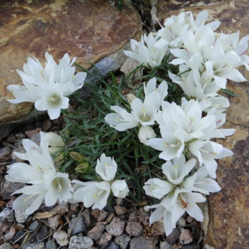 Эдрайантус белый Edraianthus albus