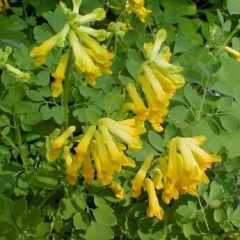 Хохлатка Lutea (Лютеа) серно-жёлтая