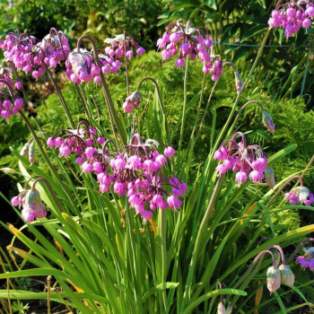 Лук Allium cernuum  карликовый
