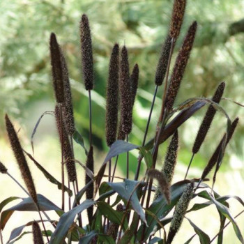 Перистощетинник (Пеннисетум) сизый Джестер, зеленый лист, бронзовая метелка