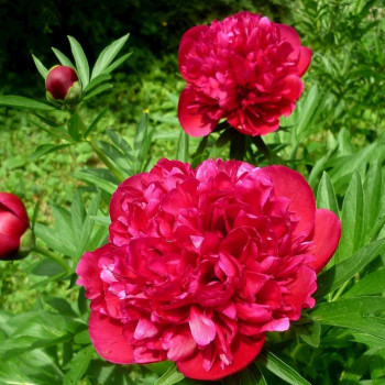 Пион Молочноцветковый Adolphe Rousseau