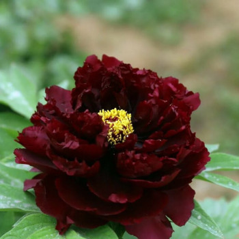 Пион Молочноцветковый Black Beauty 