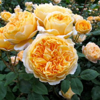 Роза Английская кустовая Beatrice 