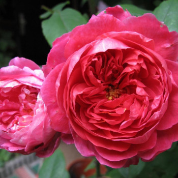 Роза Английская кустовая Benjamin Britten 