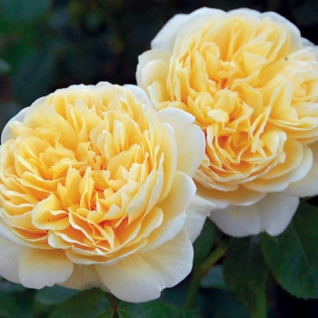 Роза Английская кустовая Charlotte 