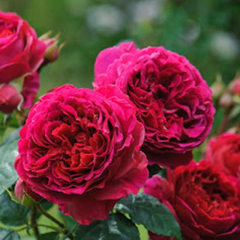 Роза Английская кустовая Darcey Bussell 