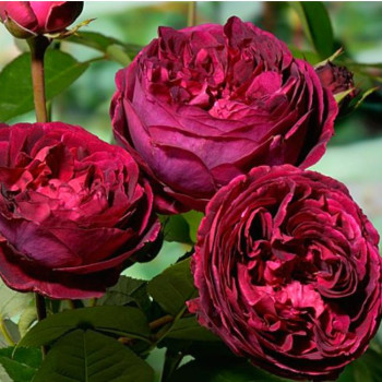 Роза Английская кустовая Falstaff 