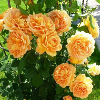 Роза Английская кустовая Golden Celebration Голден Селебрейшн
