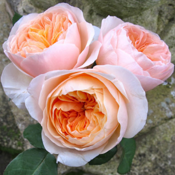 Роза Английская кустовая Juliet 