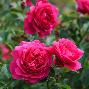 Роза Английская кустовая Sir John Betjeman 