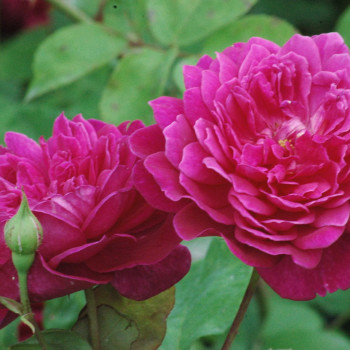 Роза Английская кустовая Sophys Rose 