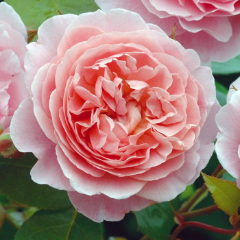 Роза Английская кустовая Strawberry Hill 