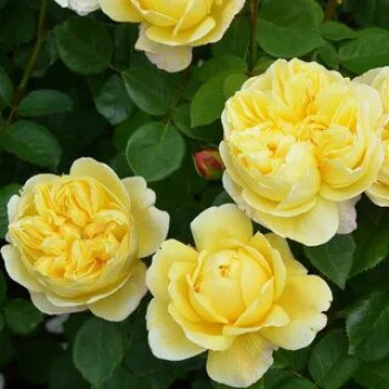 Роза Английская кустовая Charles Darwin