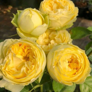 Роза Флорибунда Lemon Pompon Лемон Помпон