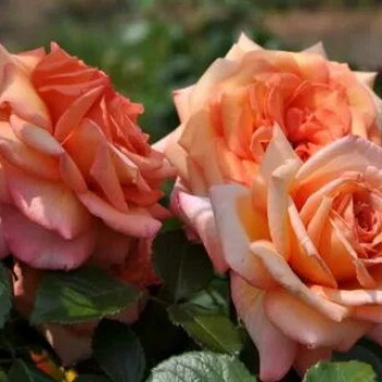 Роза Плетистая Barock 