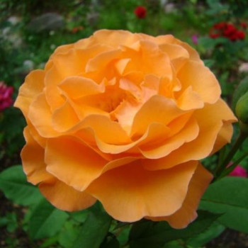 Роза Плетистая Metanoia 