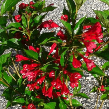 Вейгела цветущая Bristol Ruby