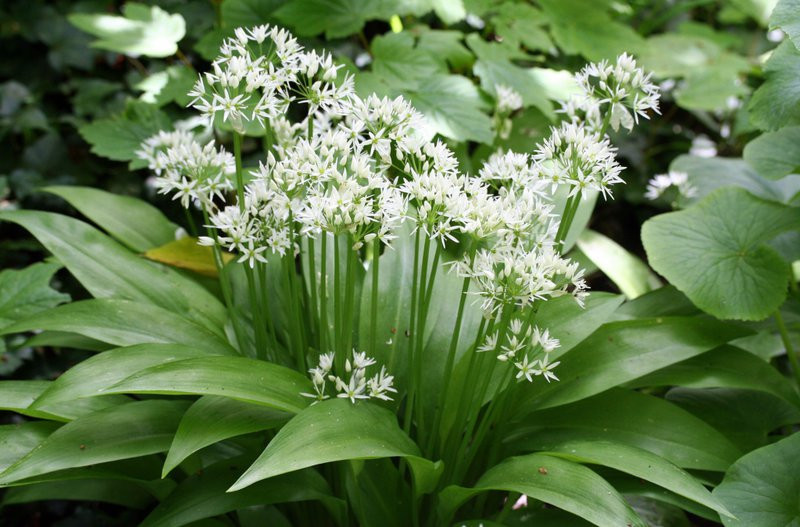 Черемша (Медвежий лук). Горная черемша. Лук Медвежий (Allium ursinum). Дикий лук черемша.