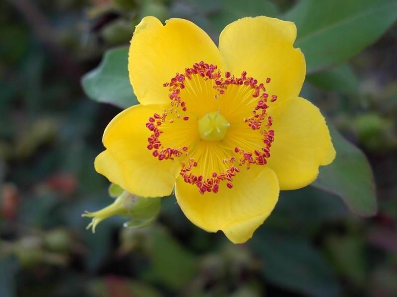 Hypericum moserianum 'Tricolor'. Зверобой Мозера "Tricolor". Зверобой кустарниковый «Хидкоут» (Hypericum 'Hidcote'). Зверобой 30